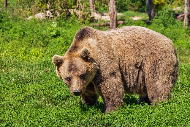 Bear Camping Hiking Wildlife