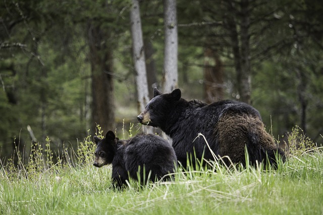 Black Bear Yellowstone Camping