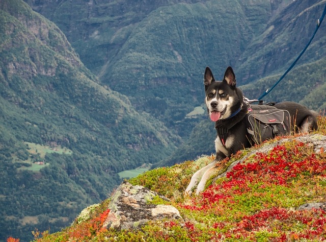 Dog camping hiking trail