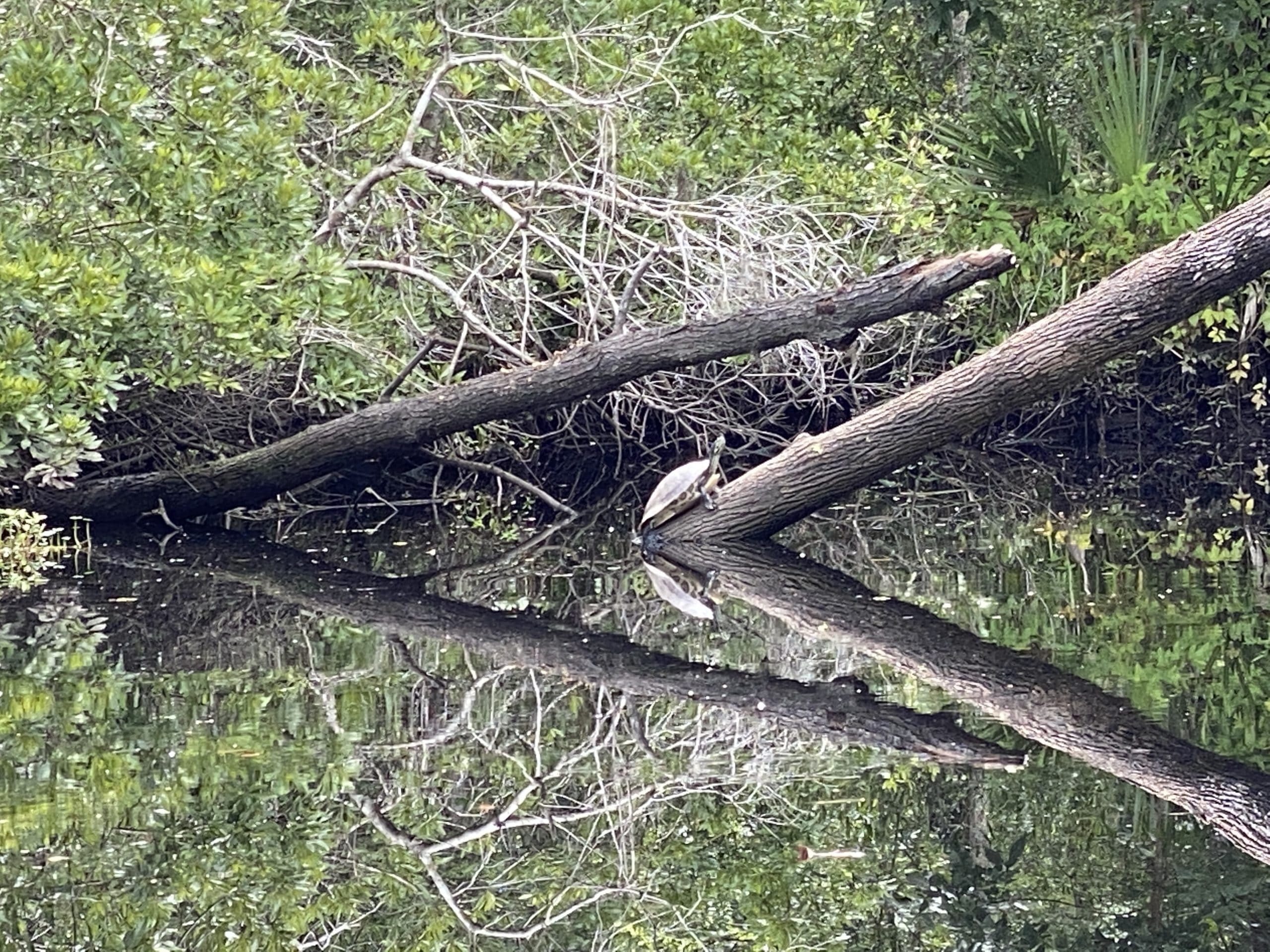 amelia island turtle logs