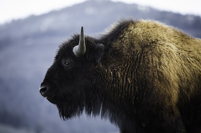 buffalo camping wildlife