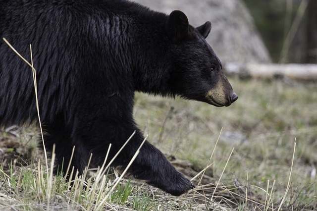 bear camping safety