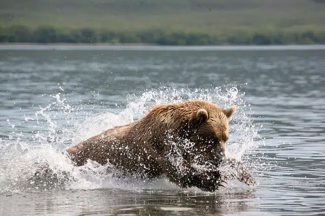 bear outdoors stream wildlife