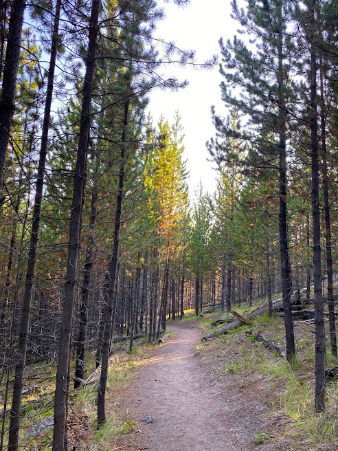 NATURE FORREST TRAIL MOUNTAINS