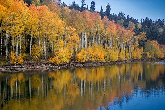 Utah Fall foliage Aspens