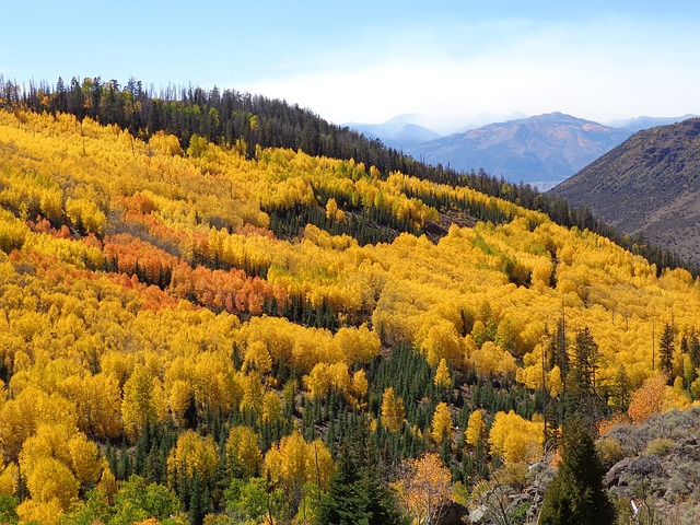 Utah Fall Foliage Leaves
