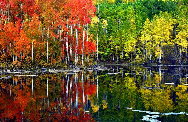 Utah Fall Foliage Leaves