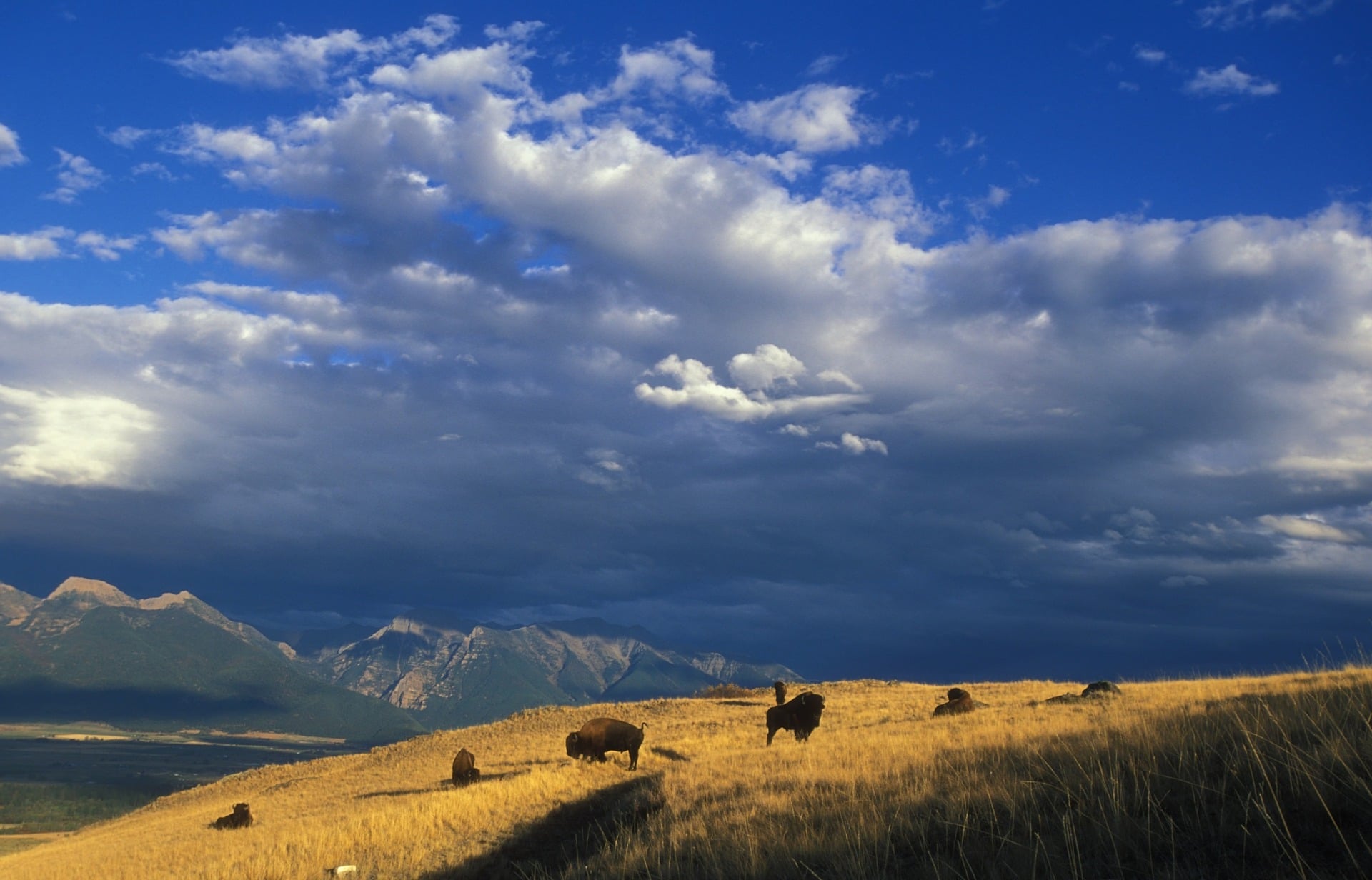 national bison range montana 