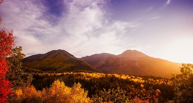 Utah Fall Foliage Leaves