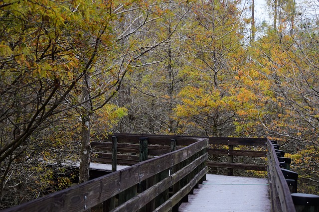 Fall Florida foliage hiking