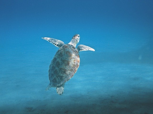 Sea Turtle Dry Tortugas National Park Snorkeling