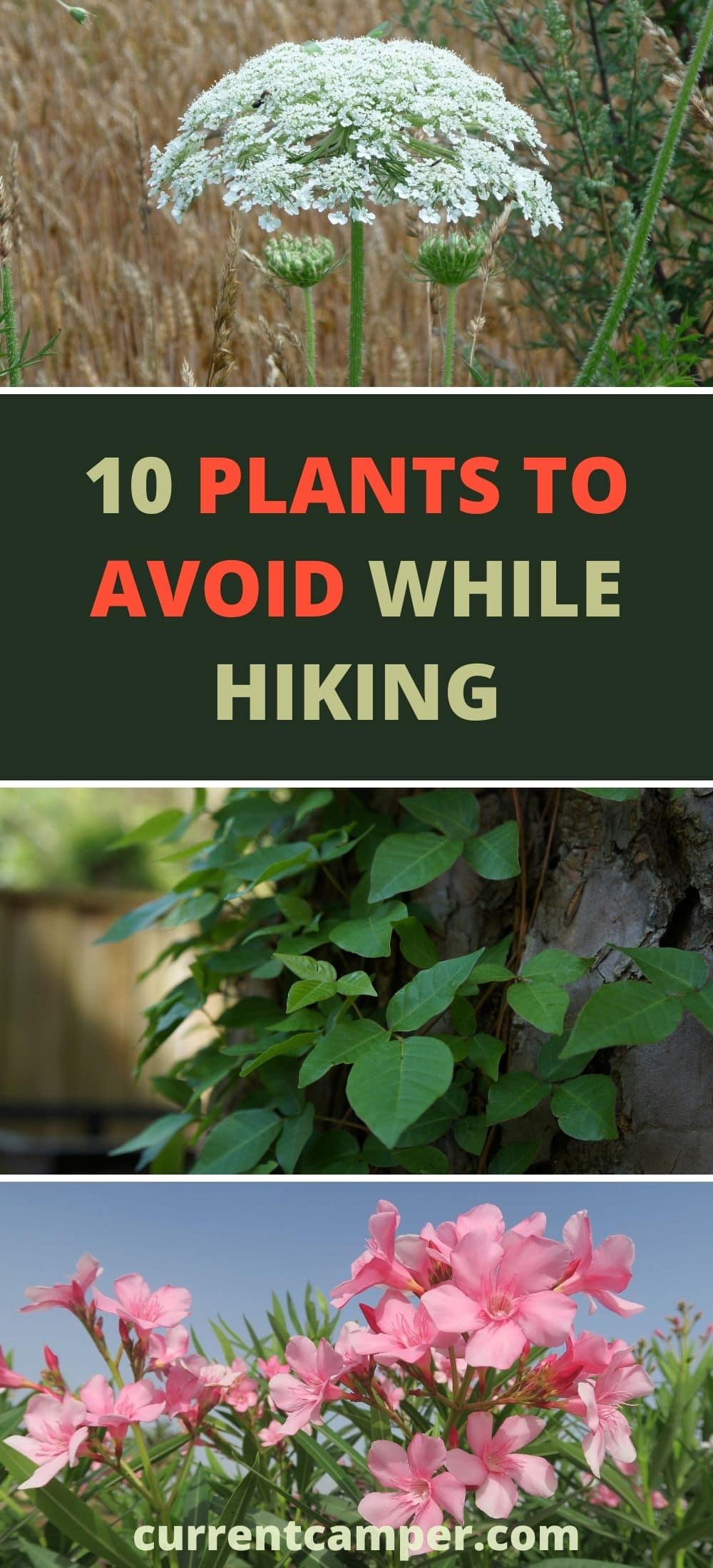 10 plants to avoid while hiking