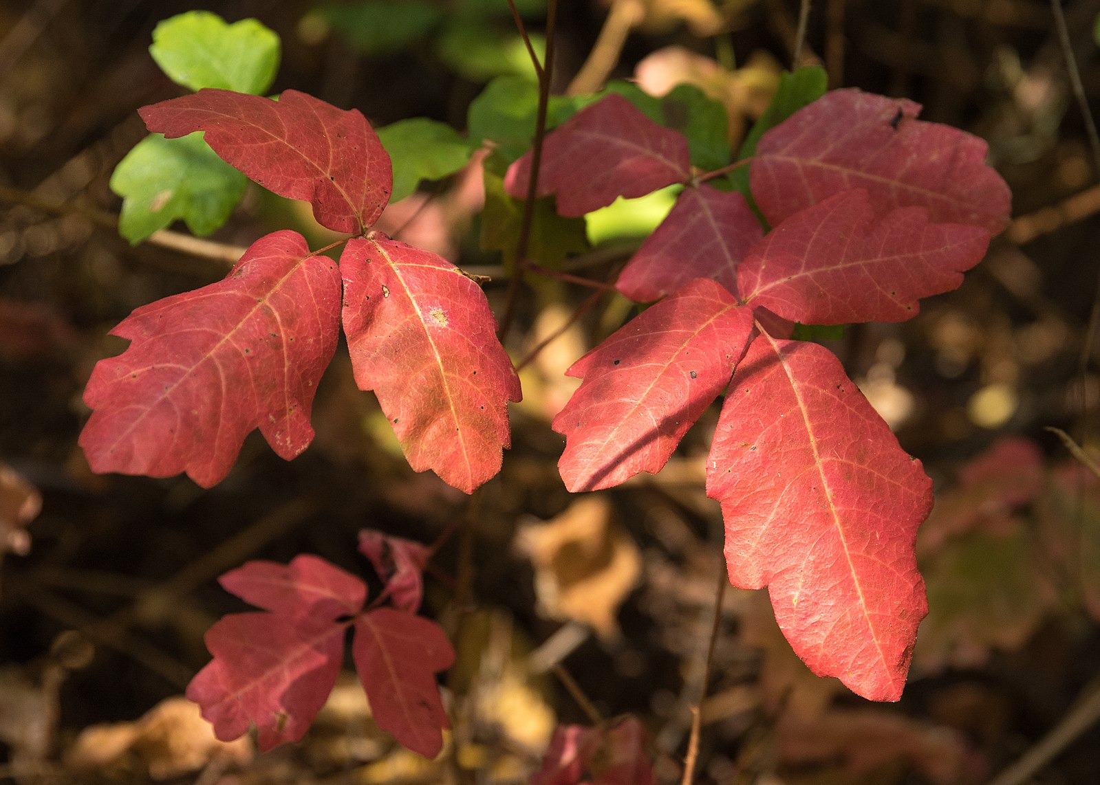 poison oak leaves hiking camping