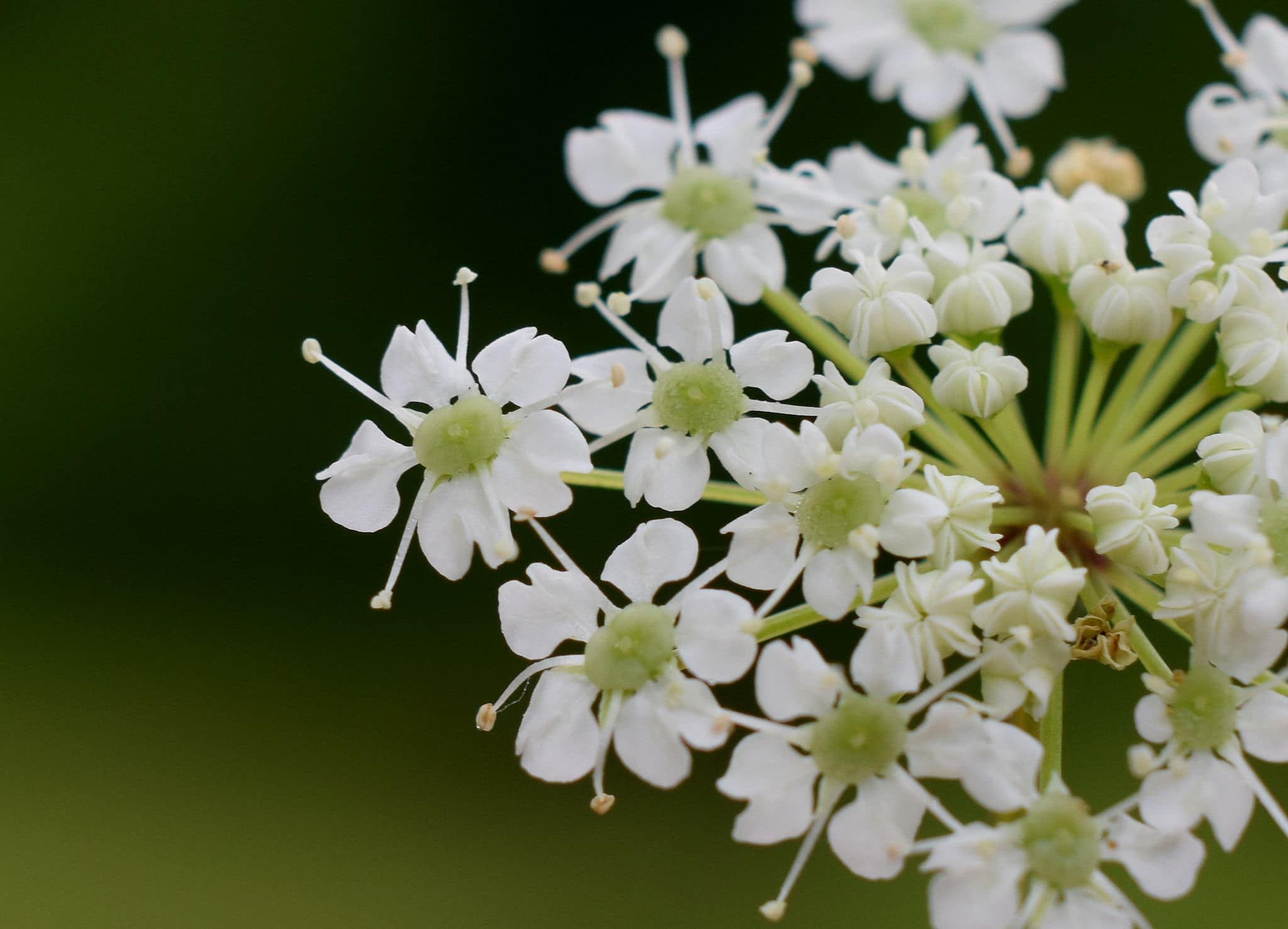 water hemlock poisonous flower hiking