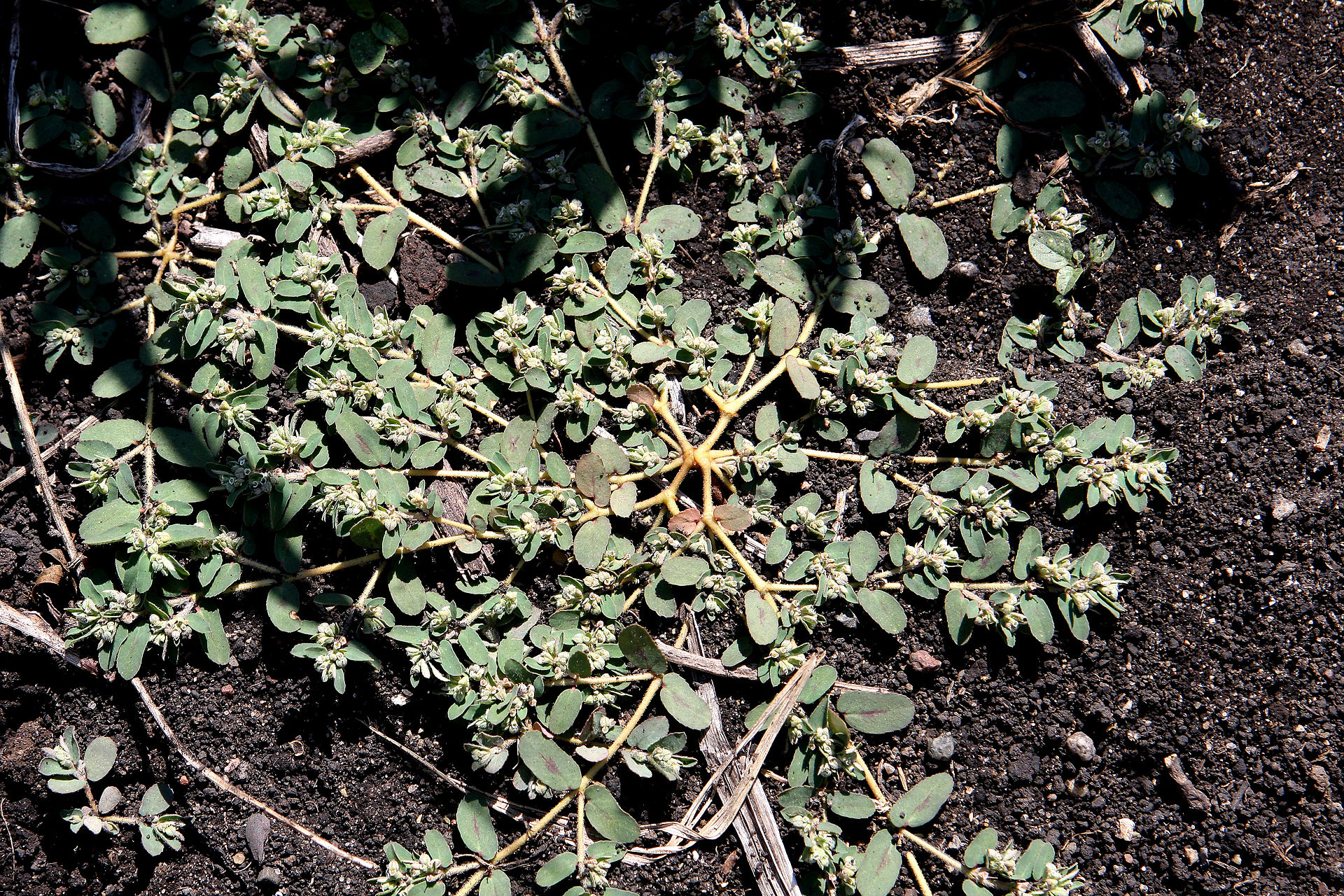 spotted spurge hiking camping