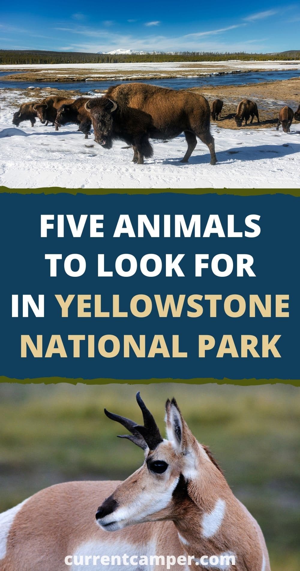 five animals to look for in yellowstone national park