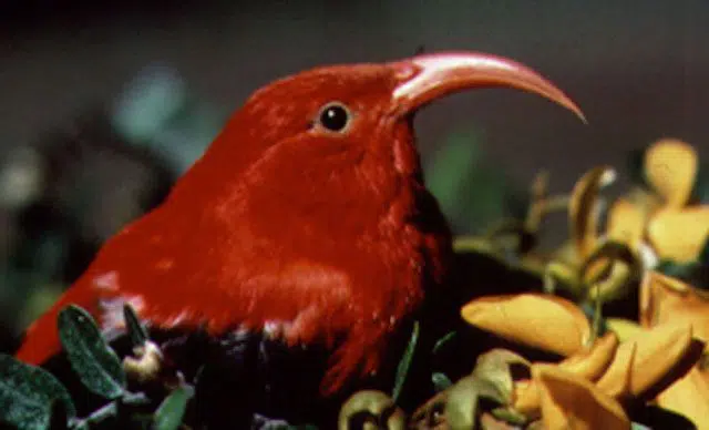 hawaiian honeycreeper hiking