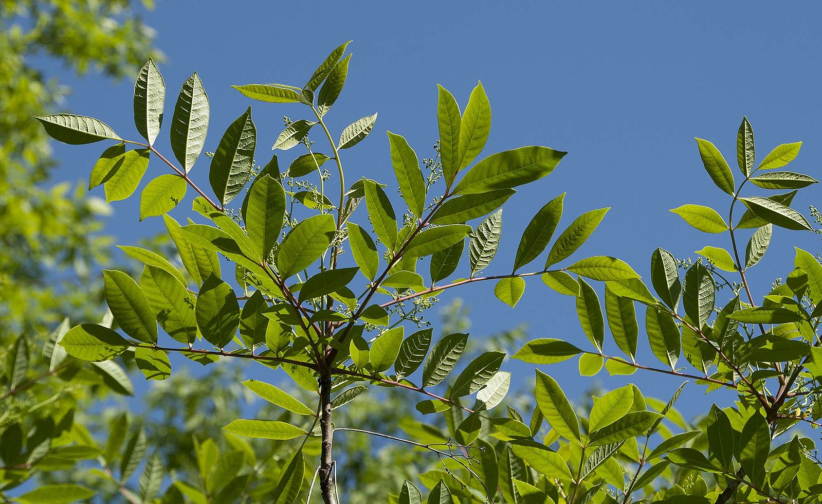 poison sumac hiking camping