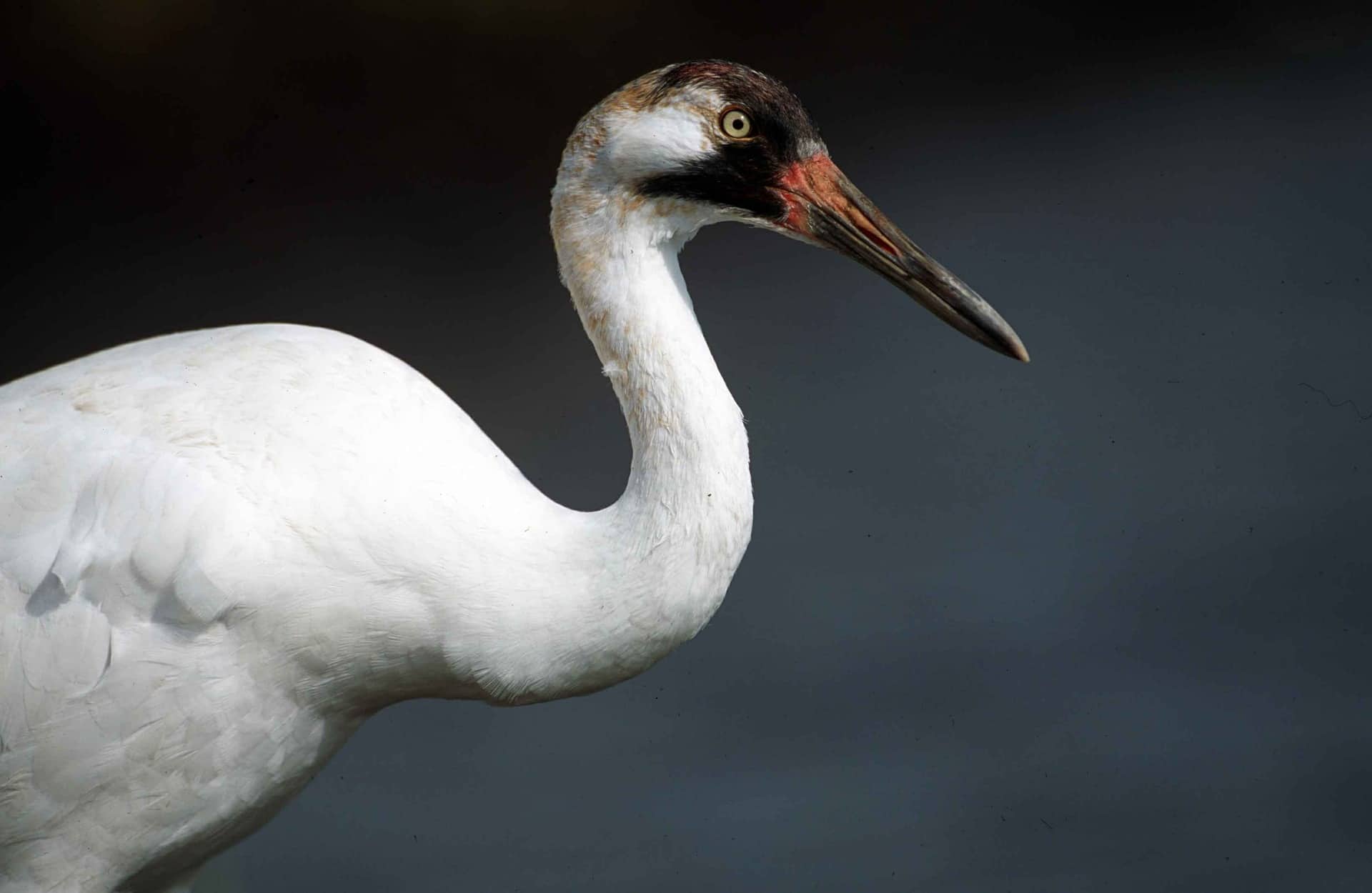 whooping crane camping texas