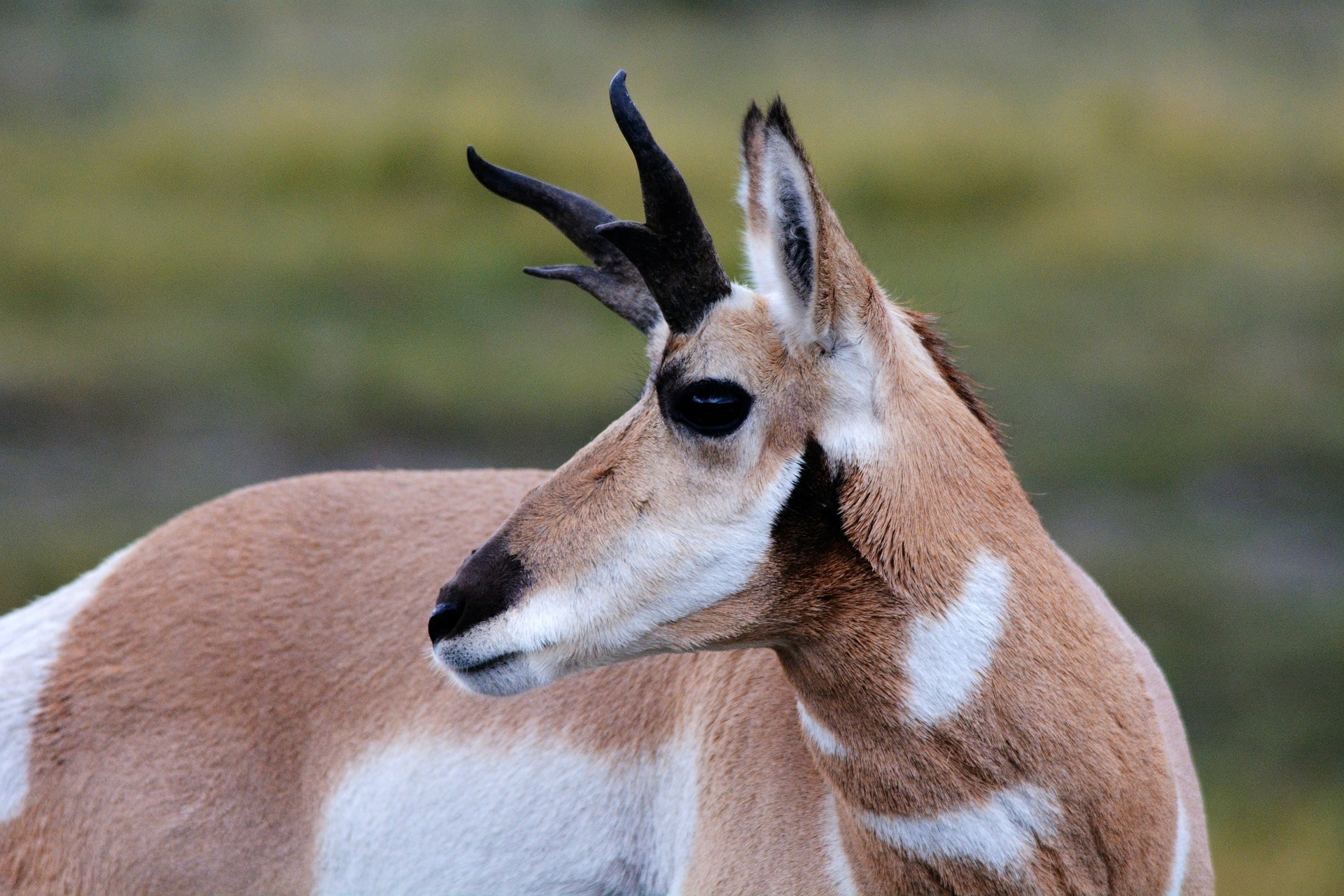 pronghorn yellowstone 