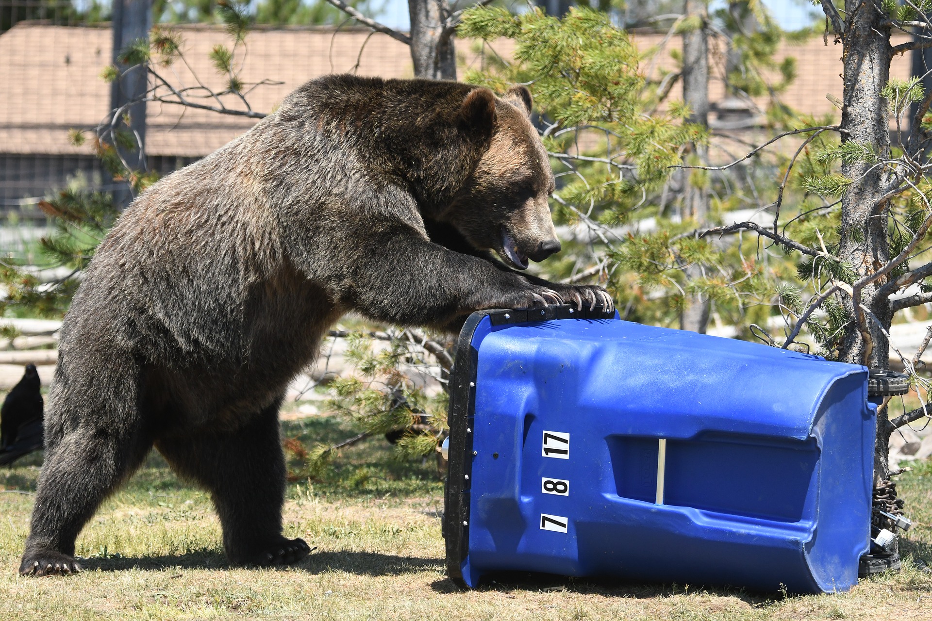 bear trash can pixabay