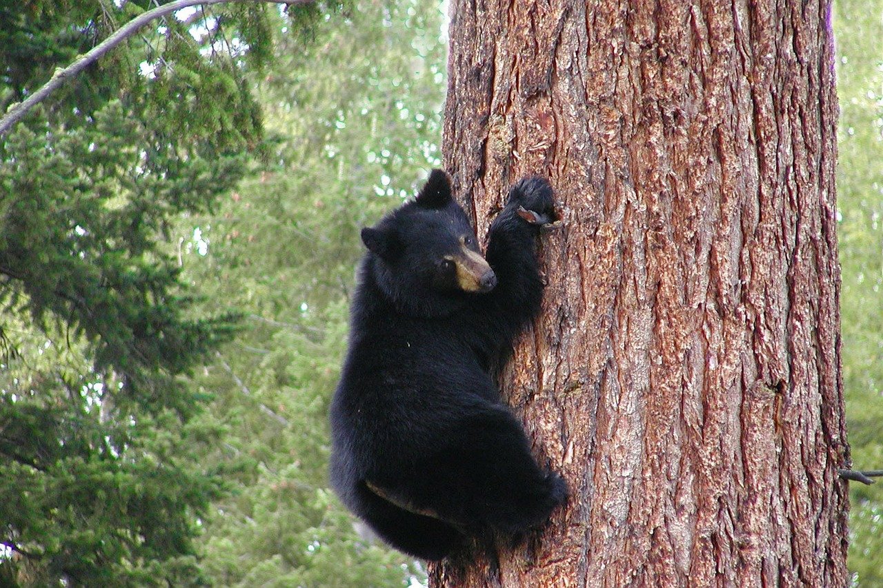 black bear tree pixabay