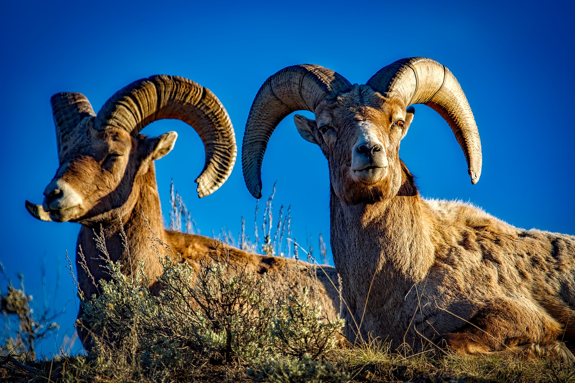 bighorn sheep yellowstone 