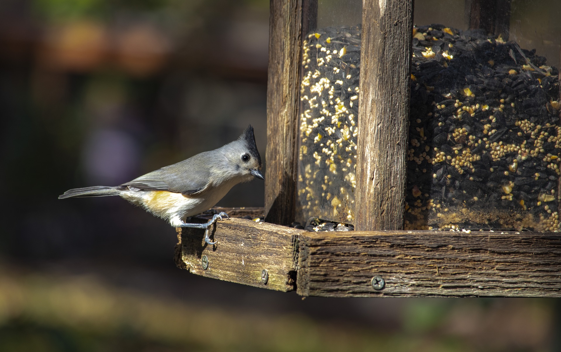 bird feeder camping hiking