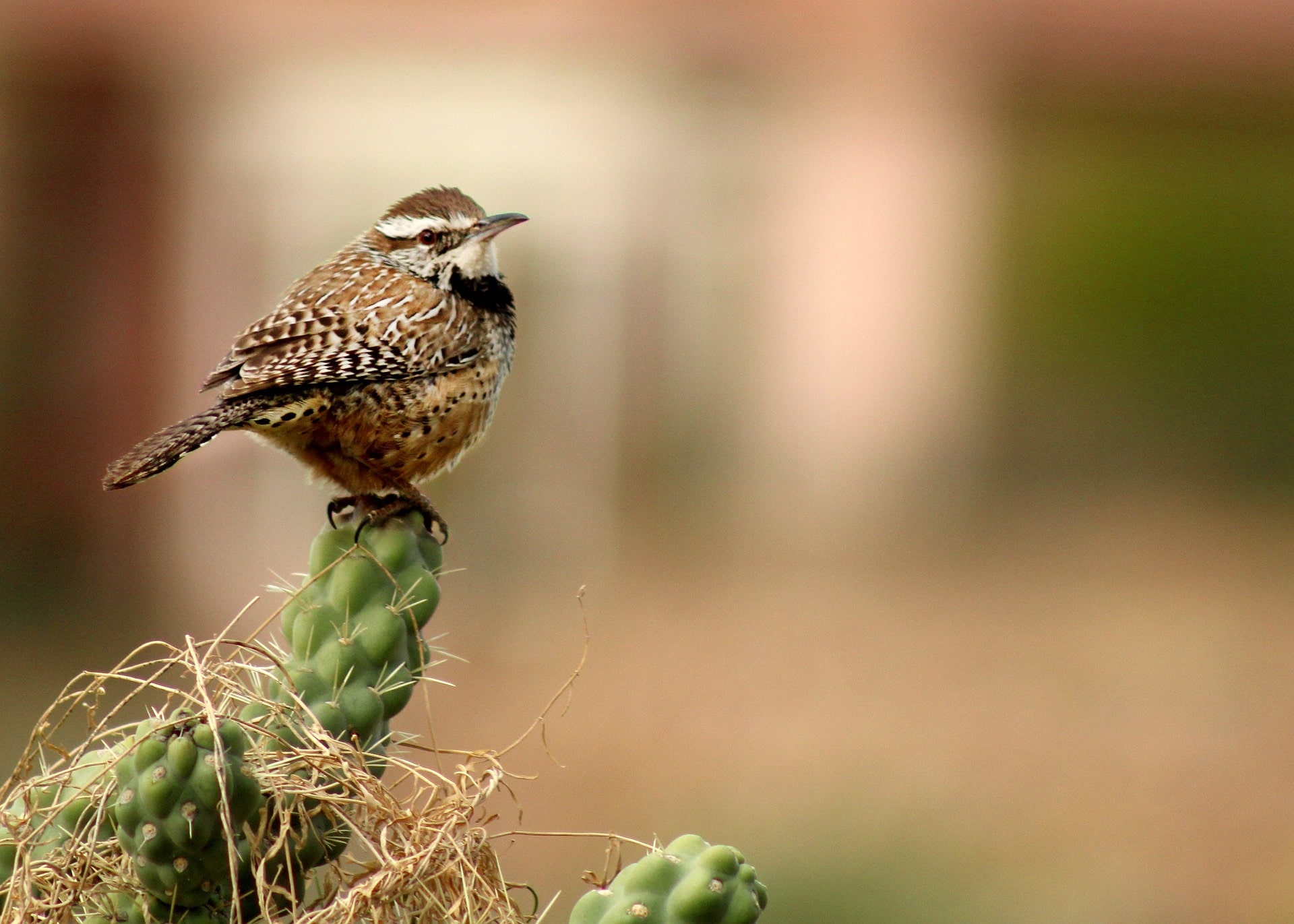 cactus wren bird 