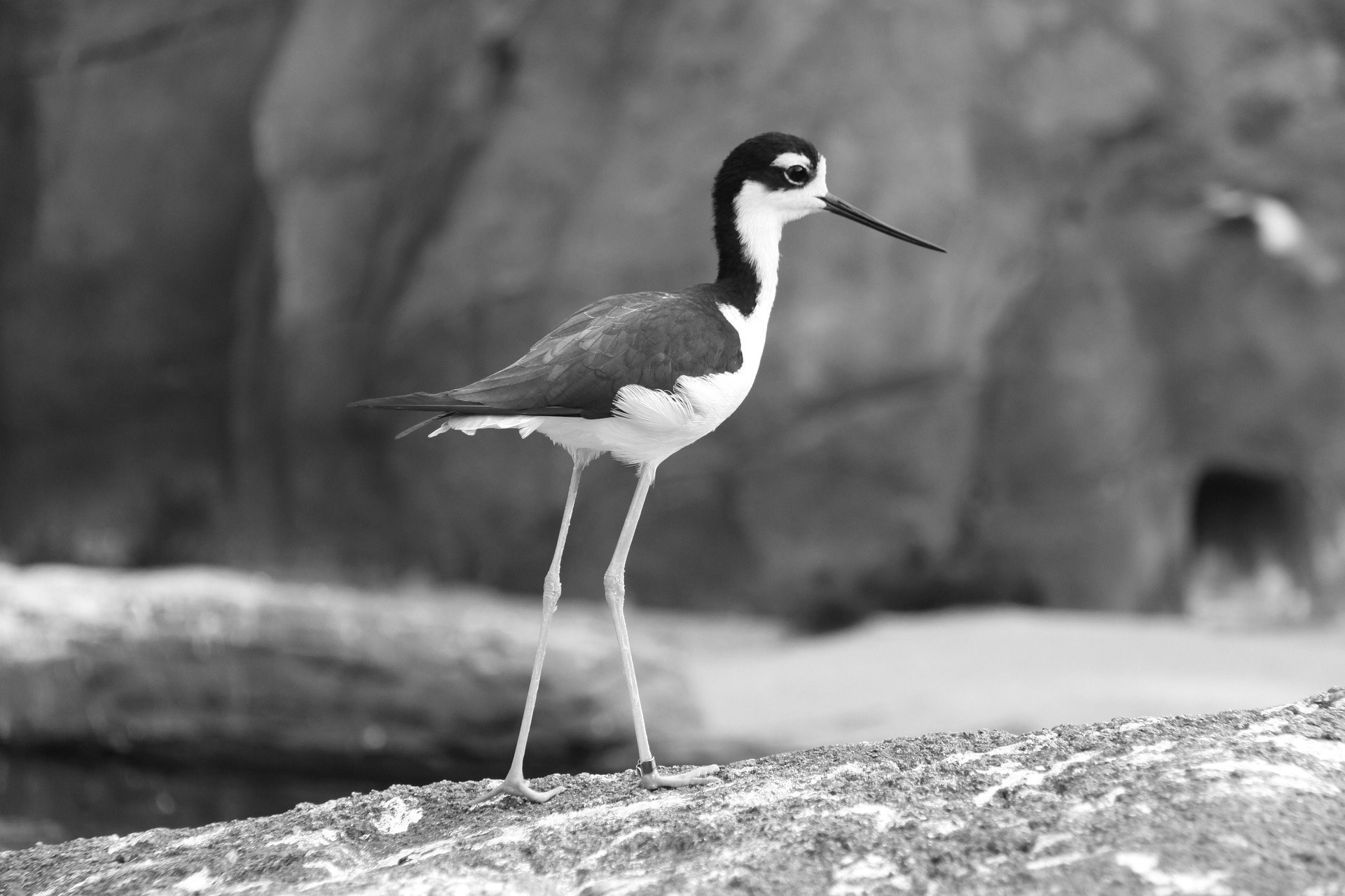 black necked stilt bird north carolina 