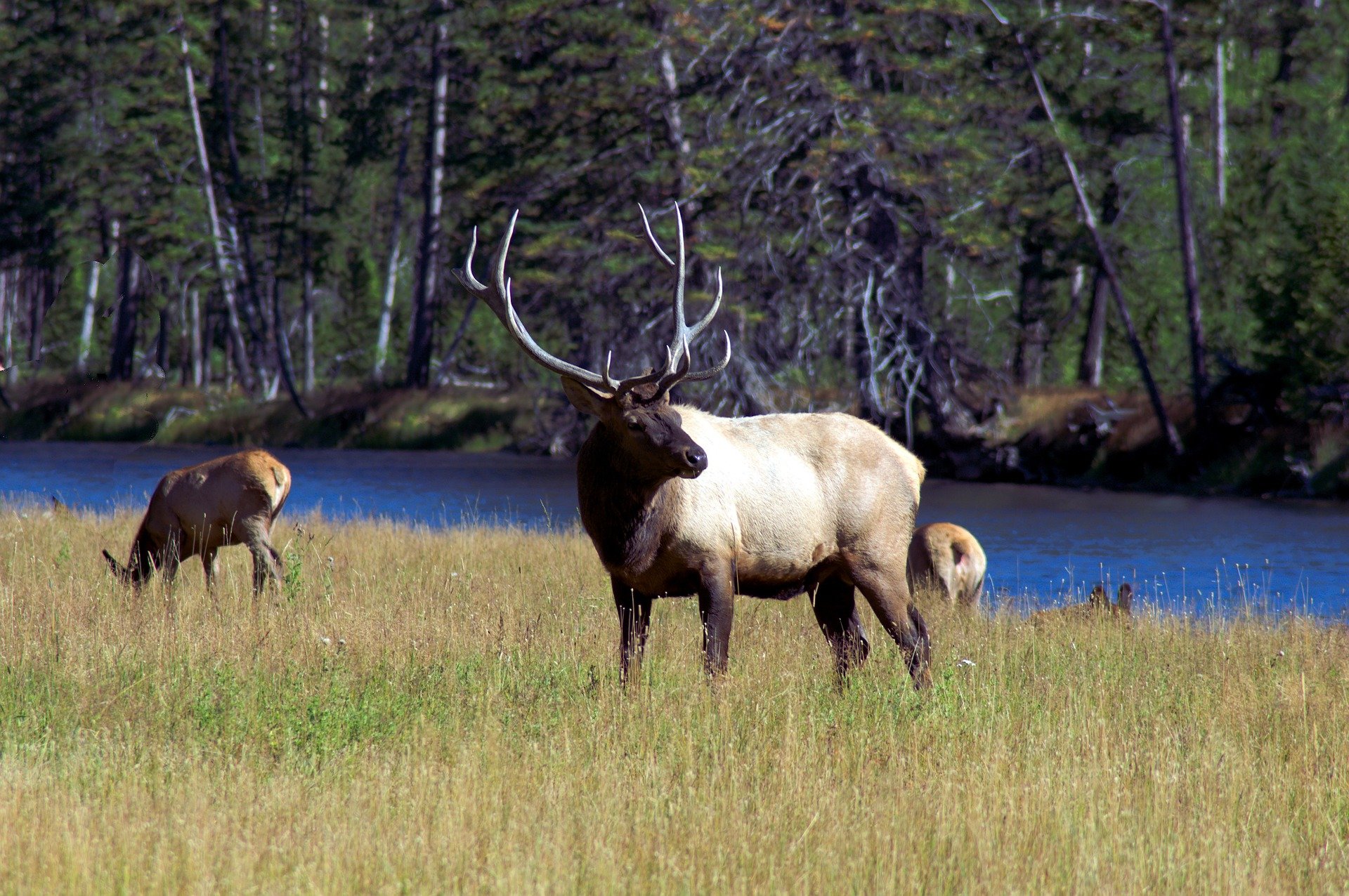 elk river woods yellowstone