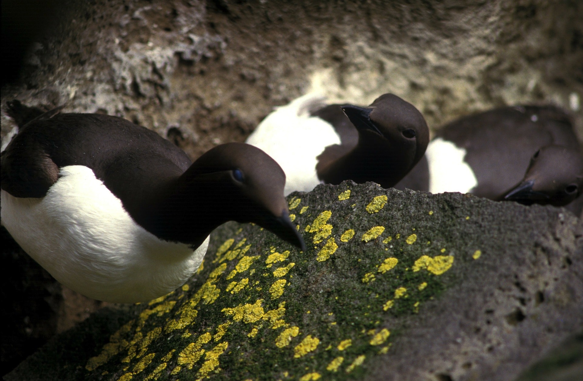 common murre birds california 