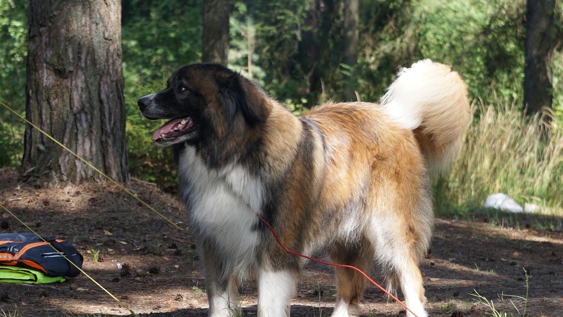 camping dog hiking