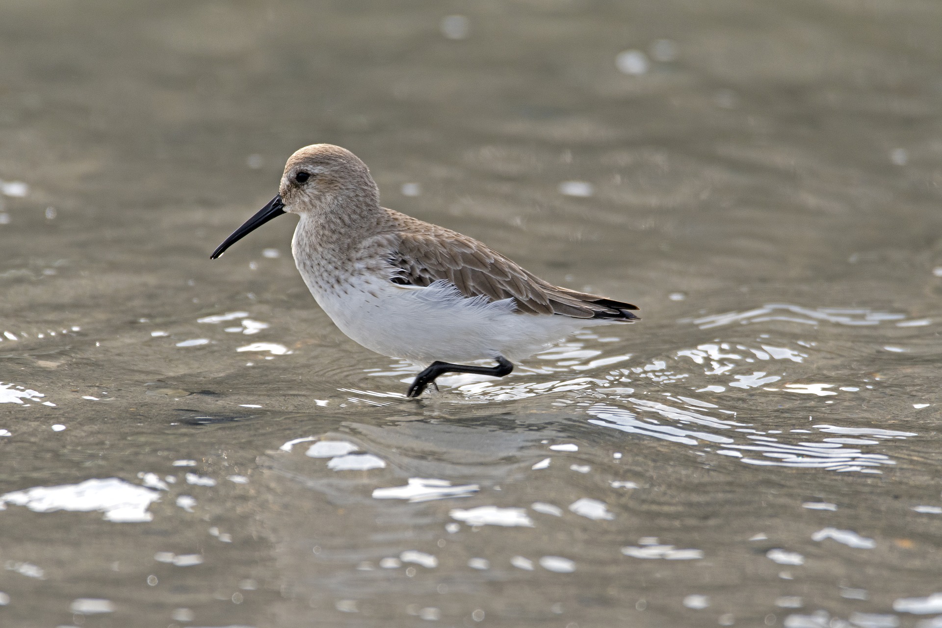 dunlin bird illinois