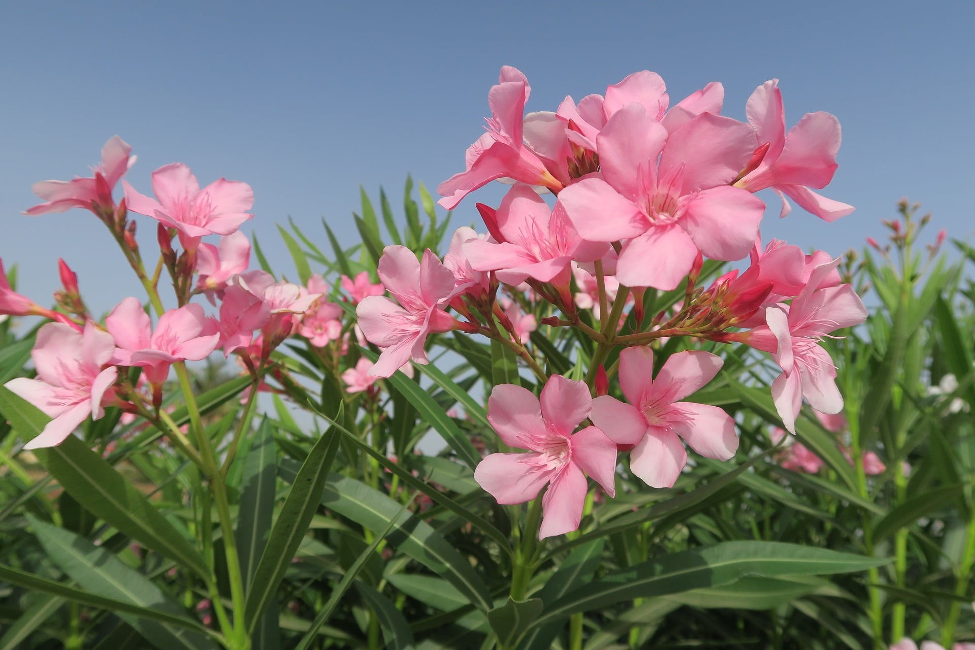 oleander flower camping hiking