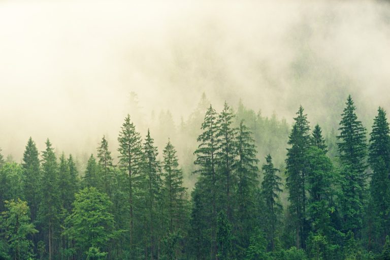 woods forest pine trees fog pixabay