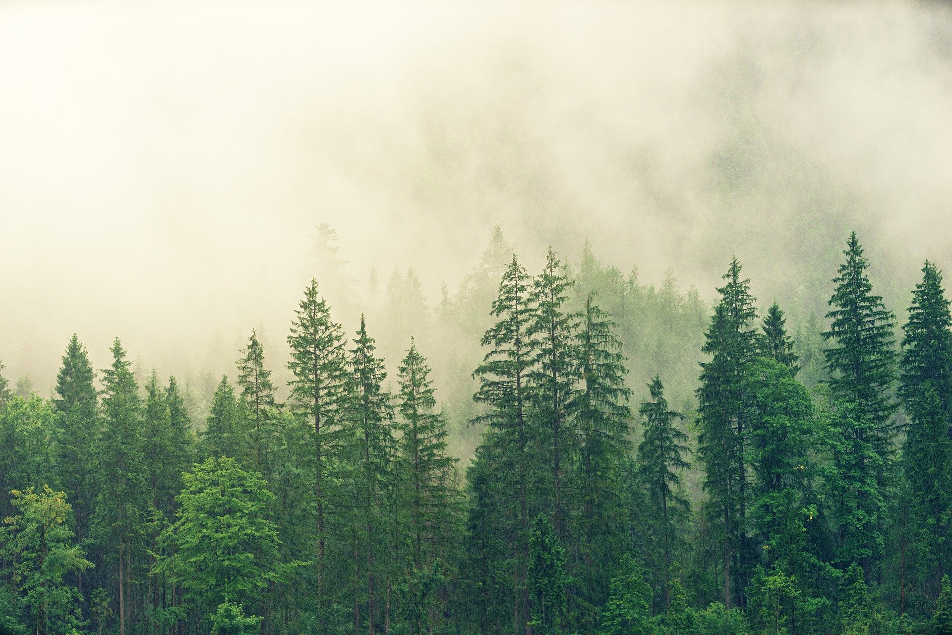 woods forest pine trees fog hiking 