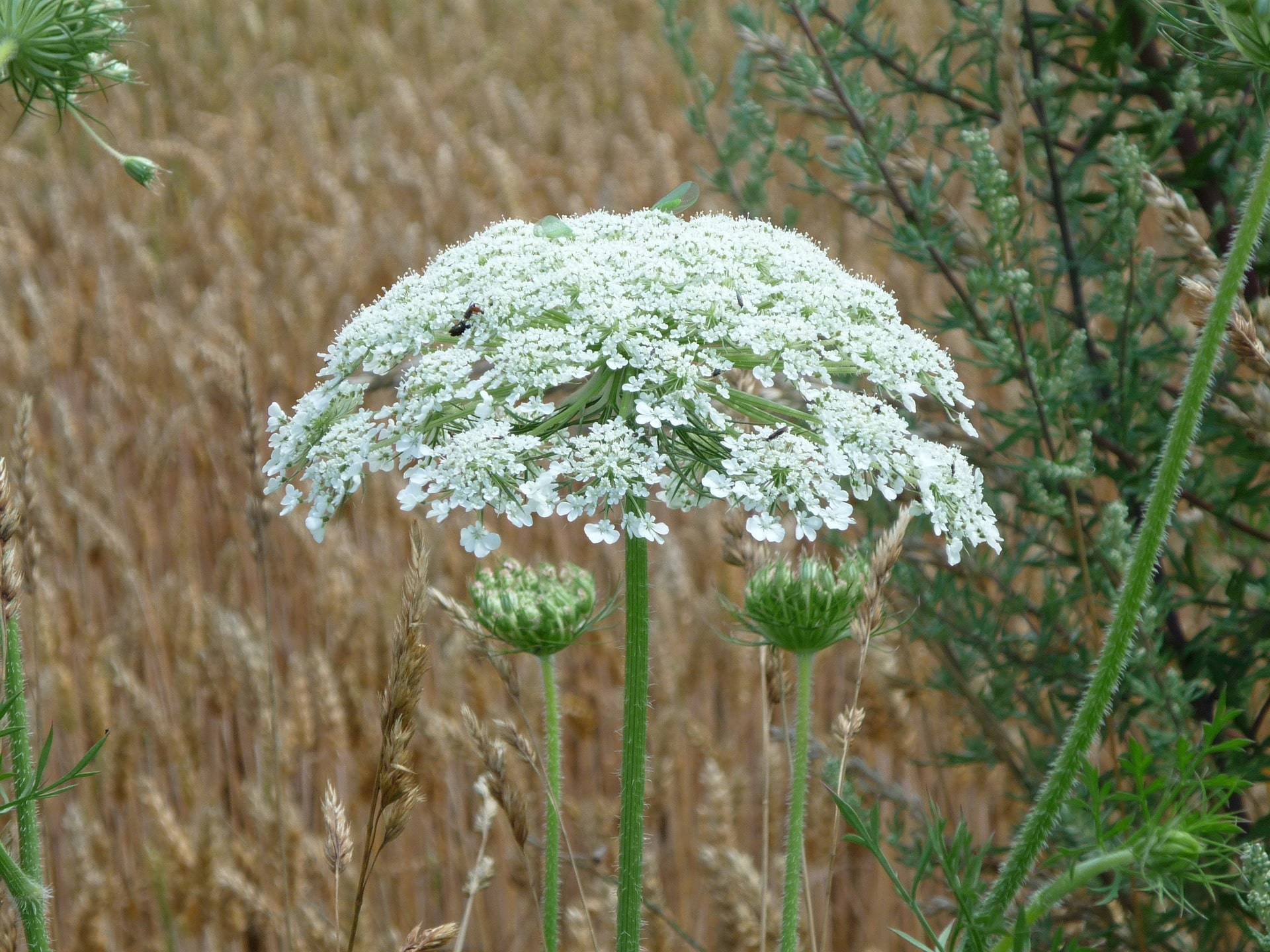 giant hogweed flower hiking camping