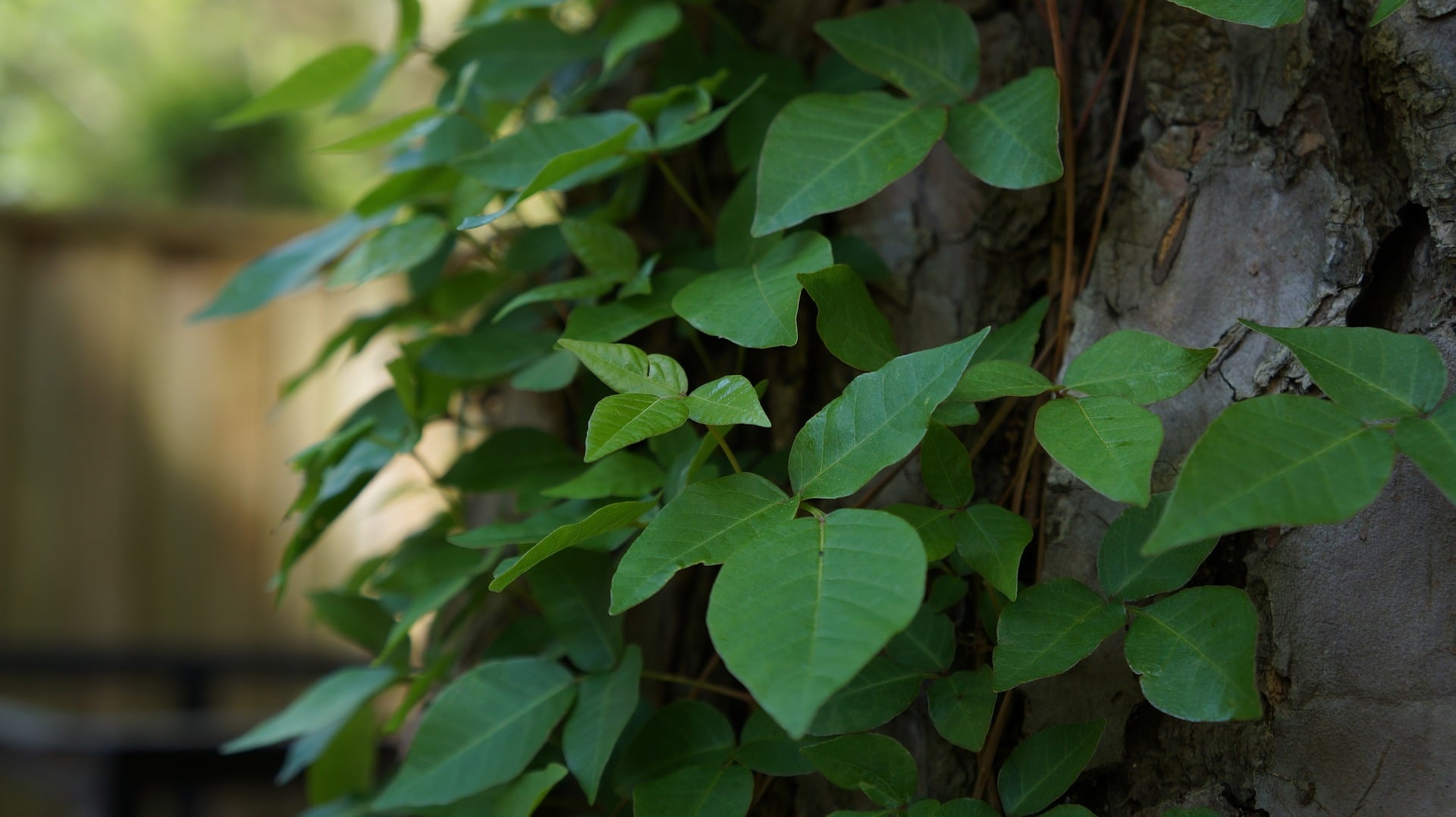 poison ivy camping hiking