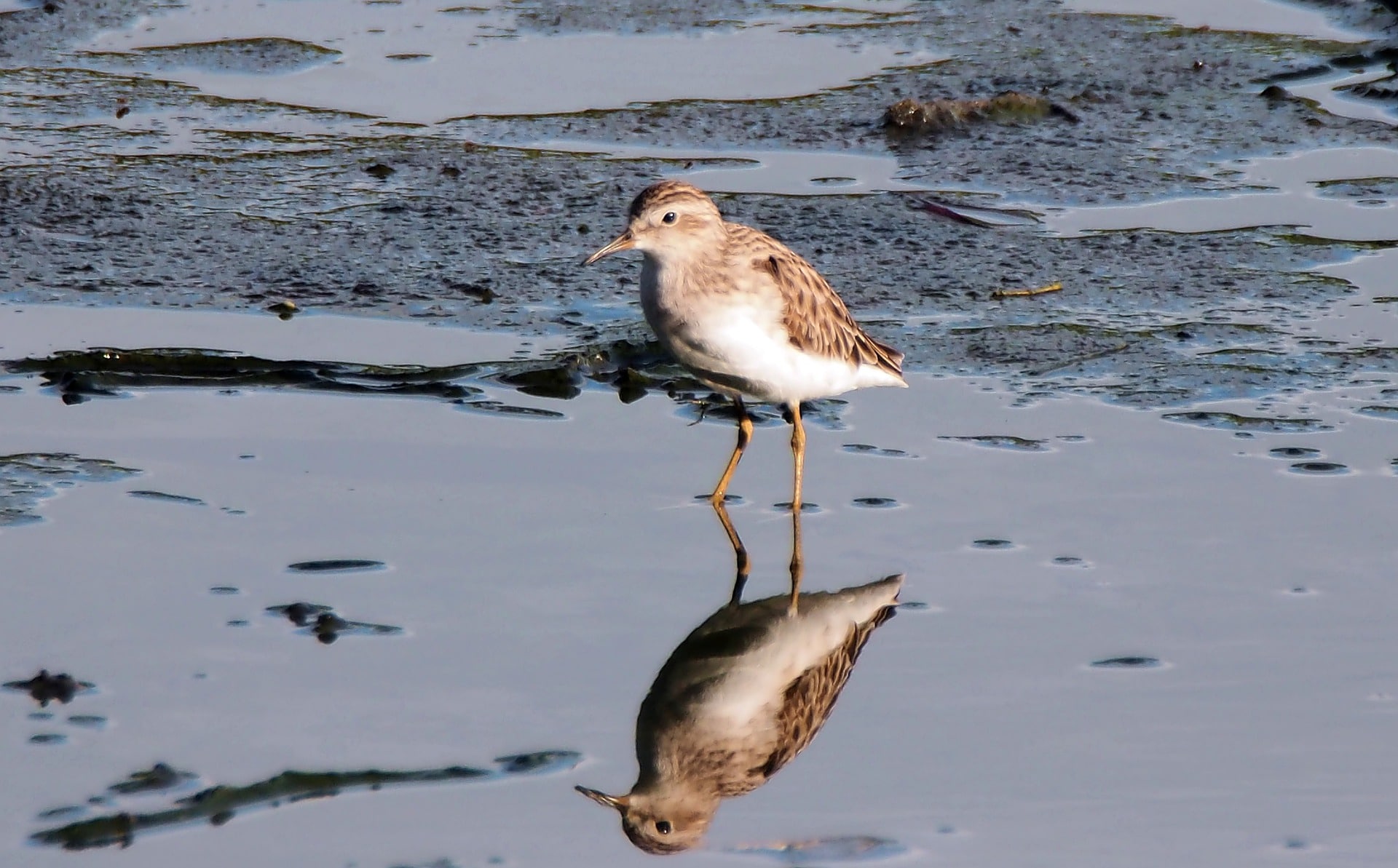 sandpiper florida