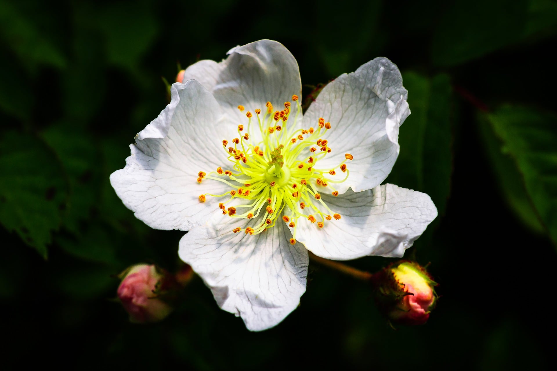 multiflora rose flower camping hiking