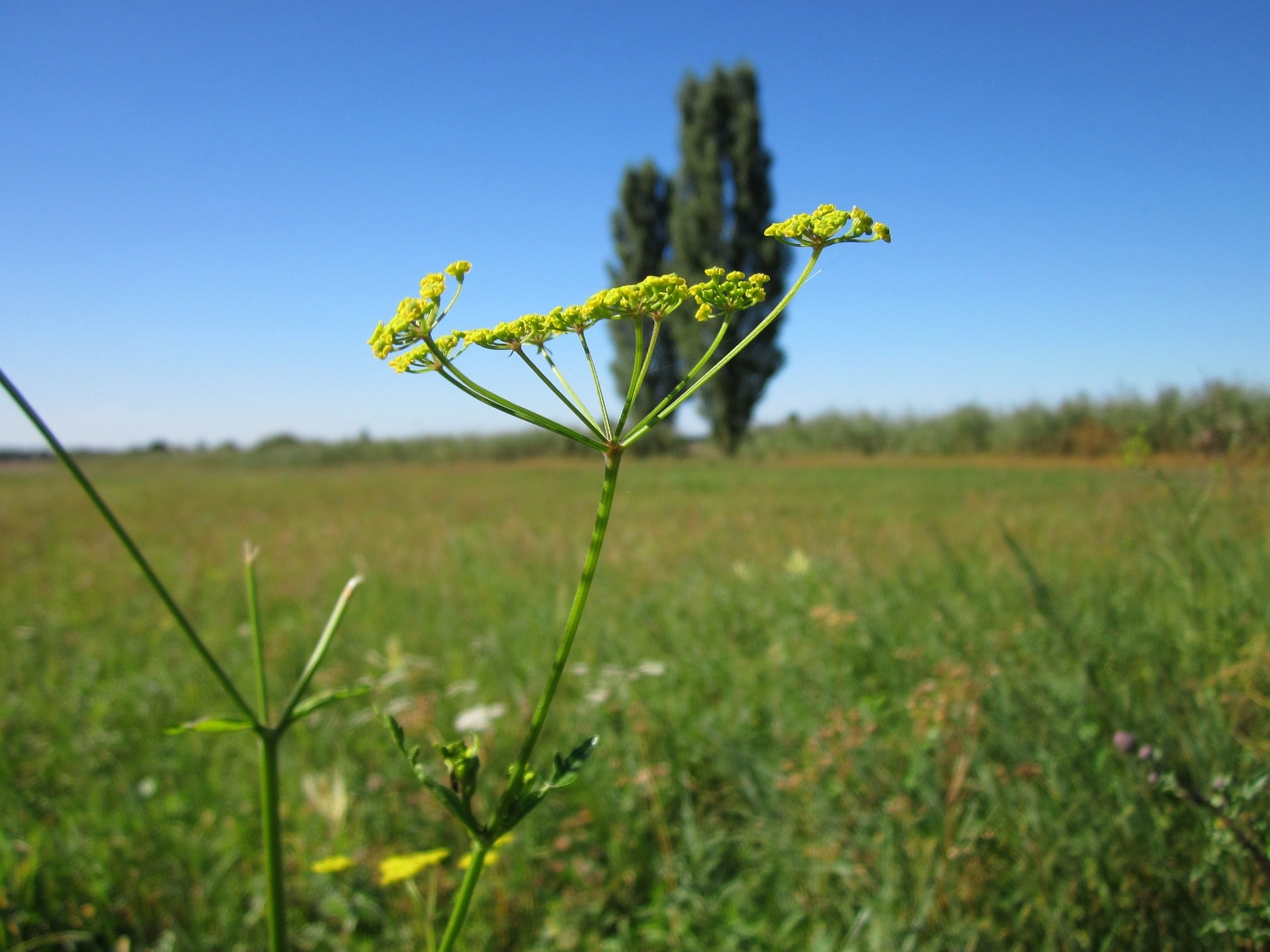 wild parsnip Pastinaca sativa