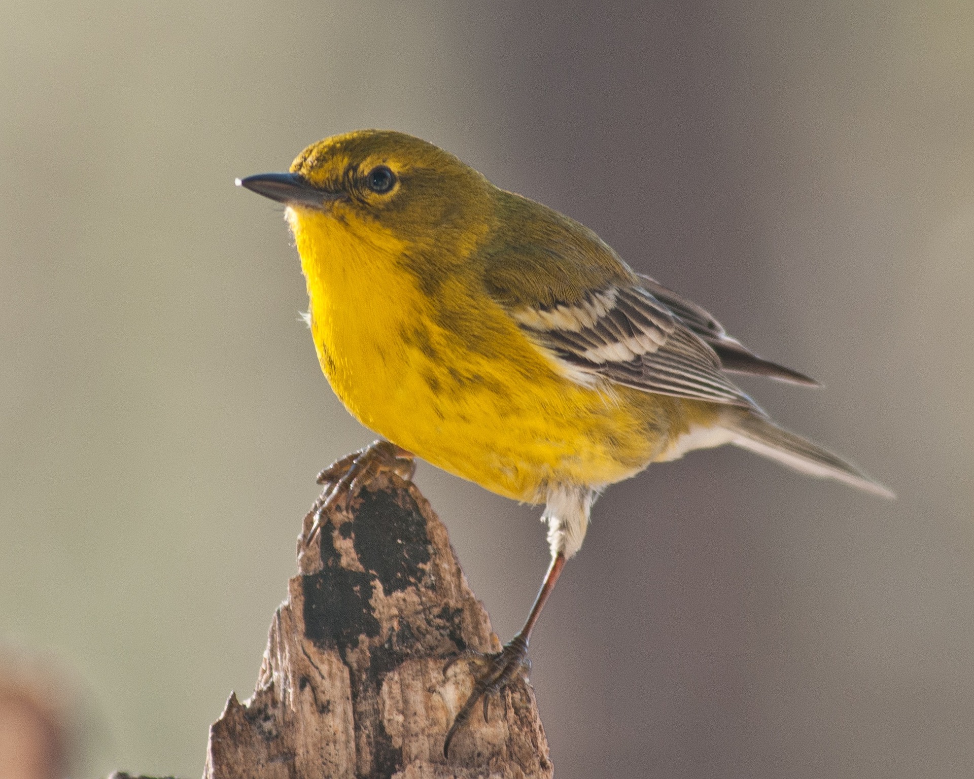 pine warbler bird 