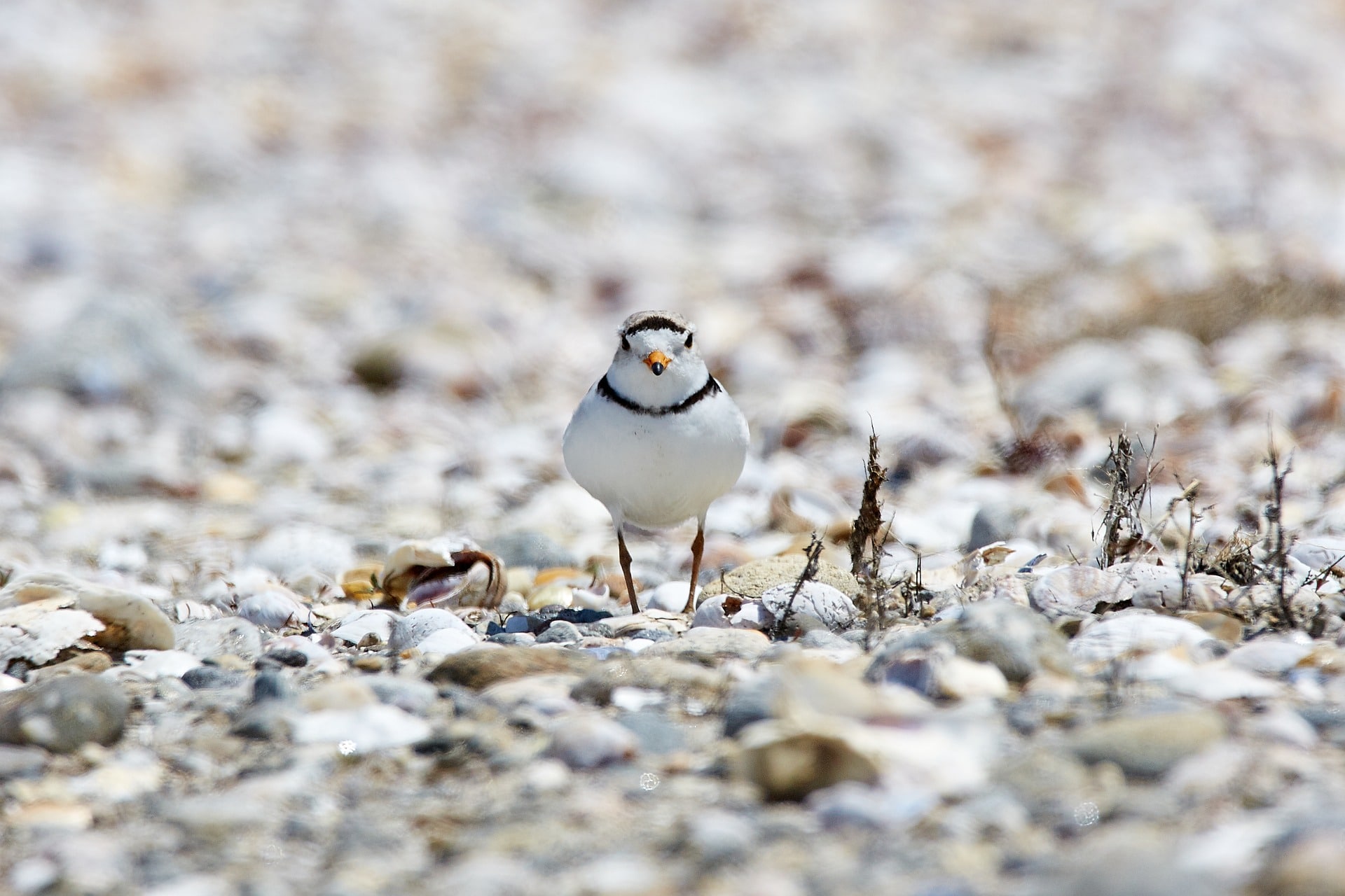 piping plover bird new jersy