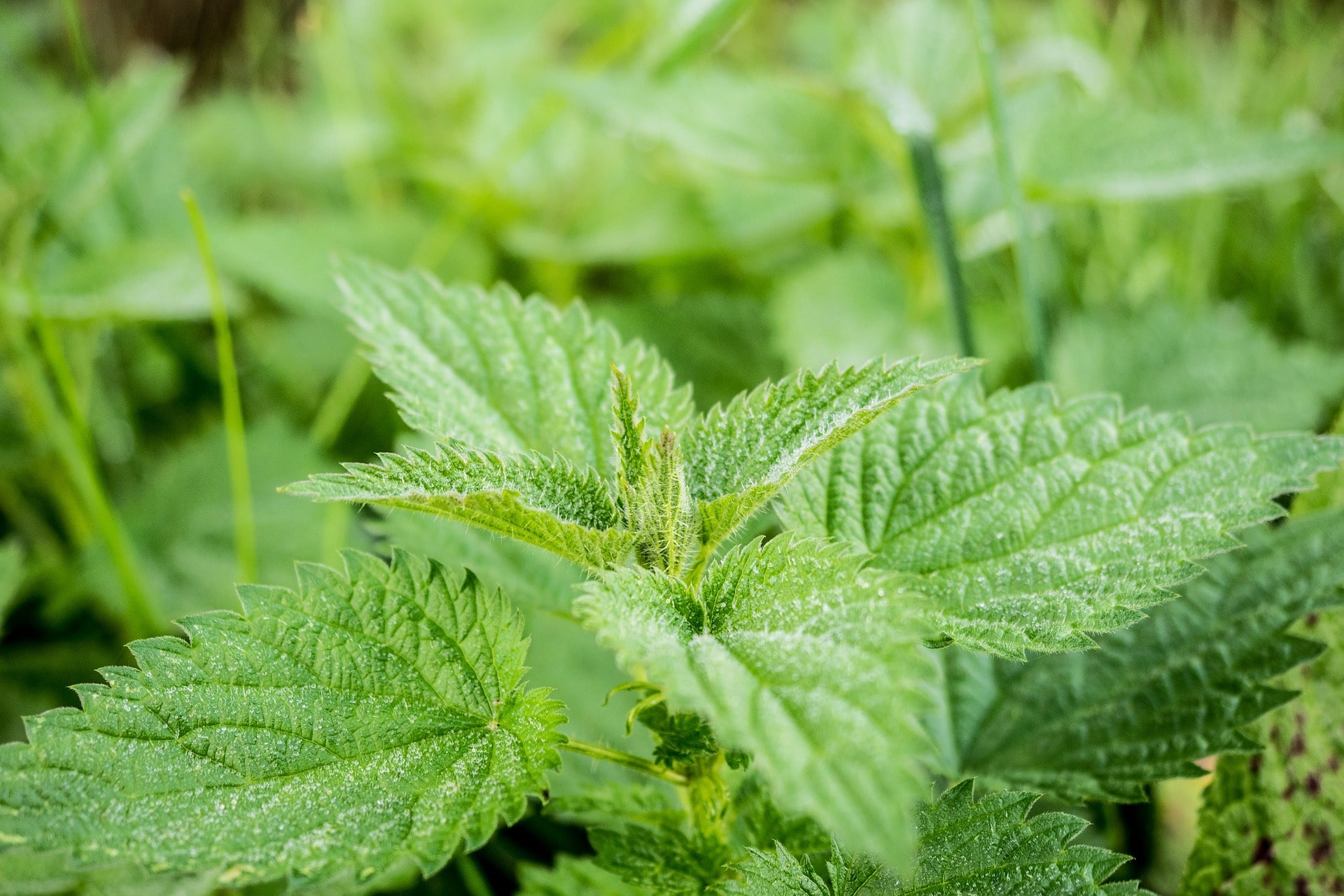 stinging nettle camping hiking