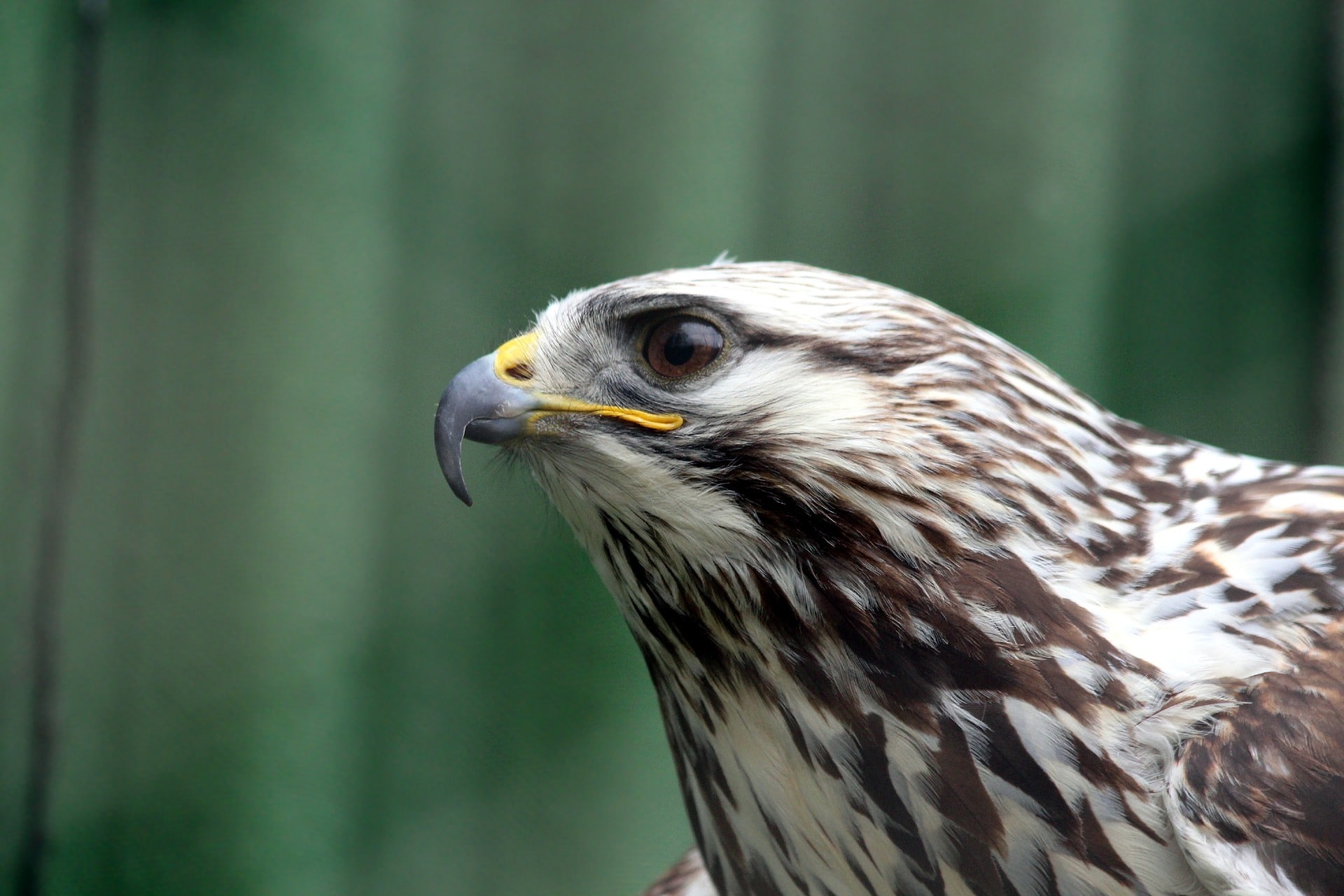 rough legged hawk new york