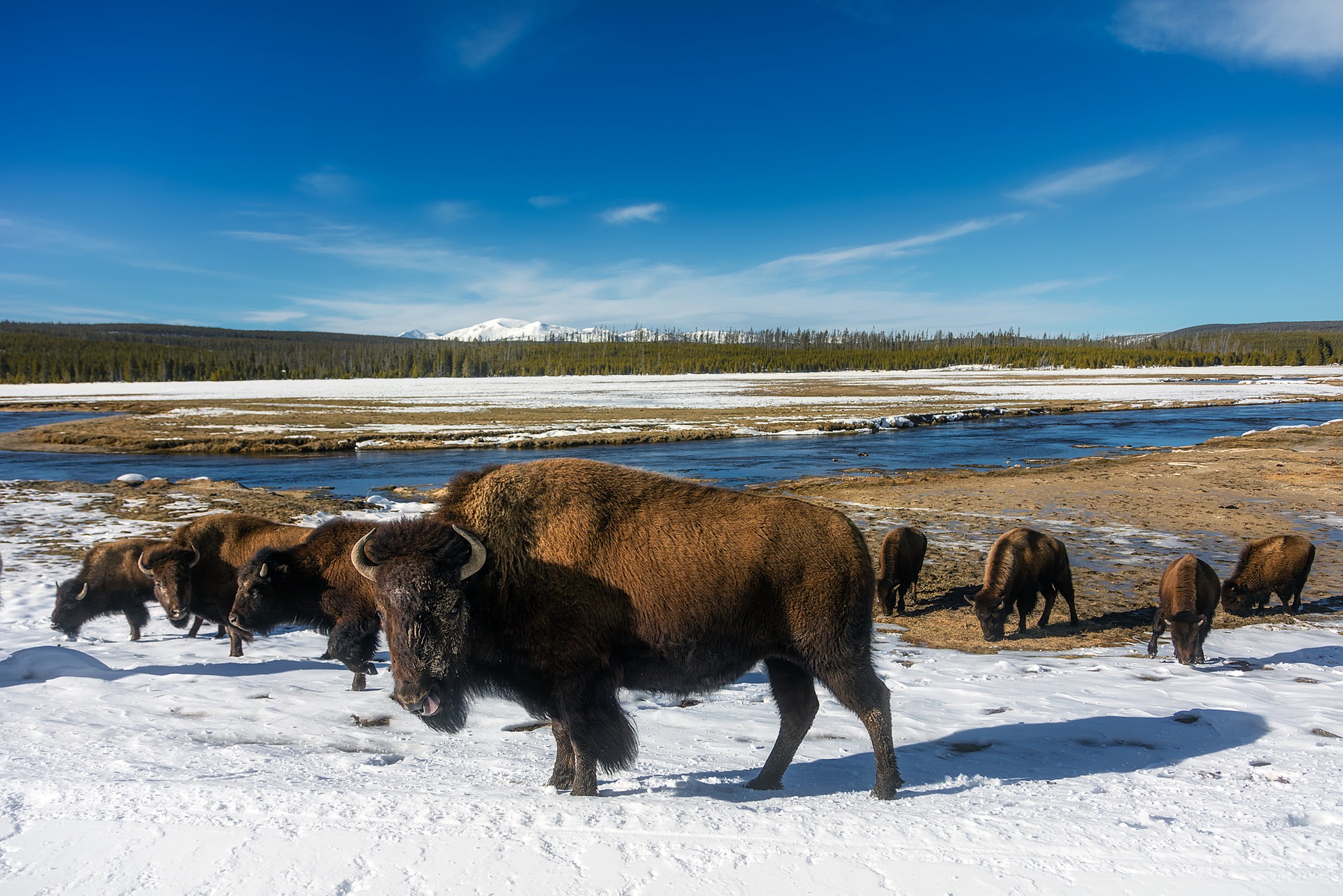 bison yellowstone hiking camping