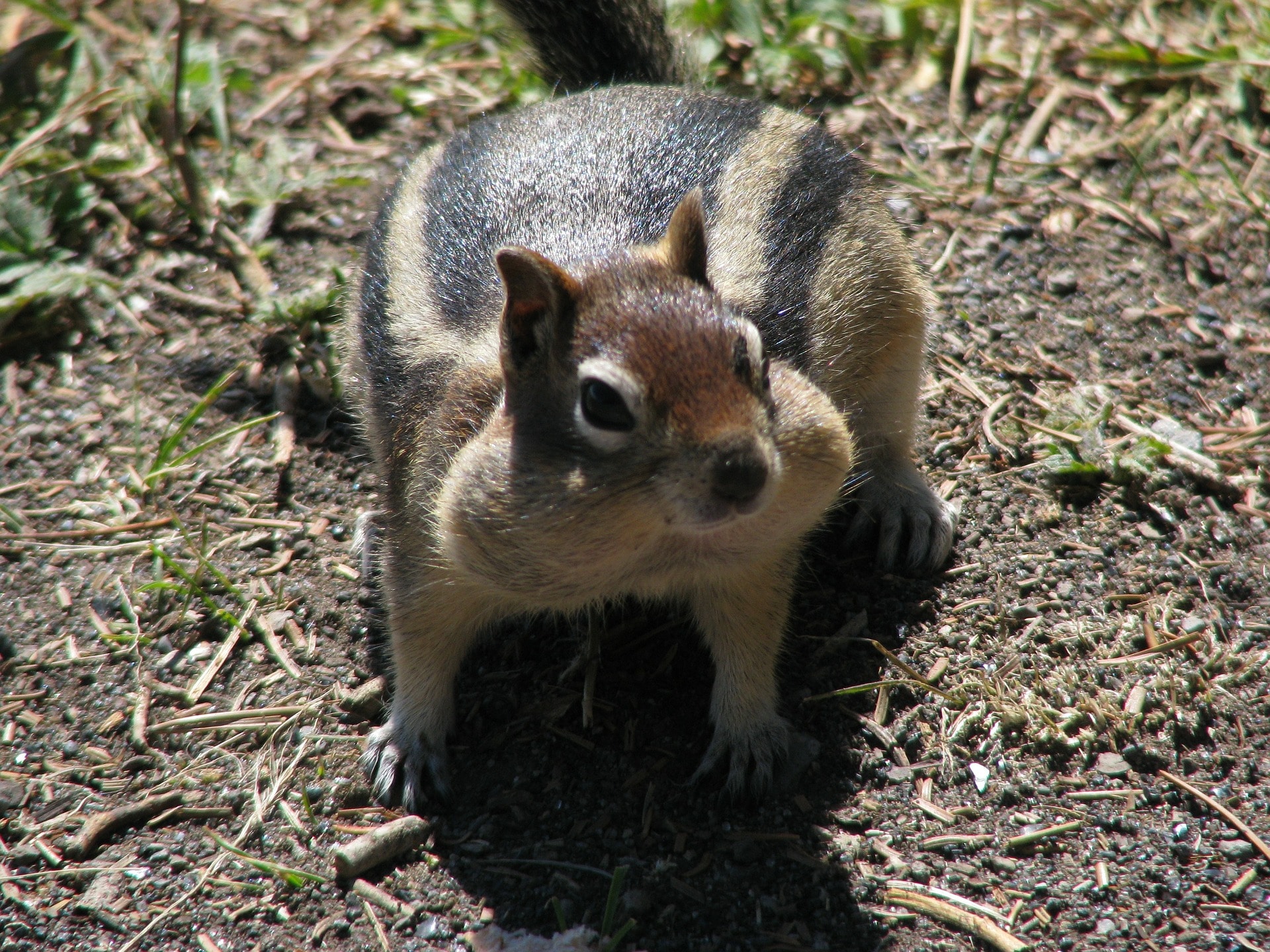  national park ground squirrel yellowstone