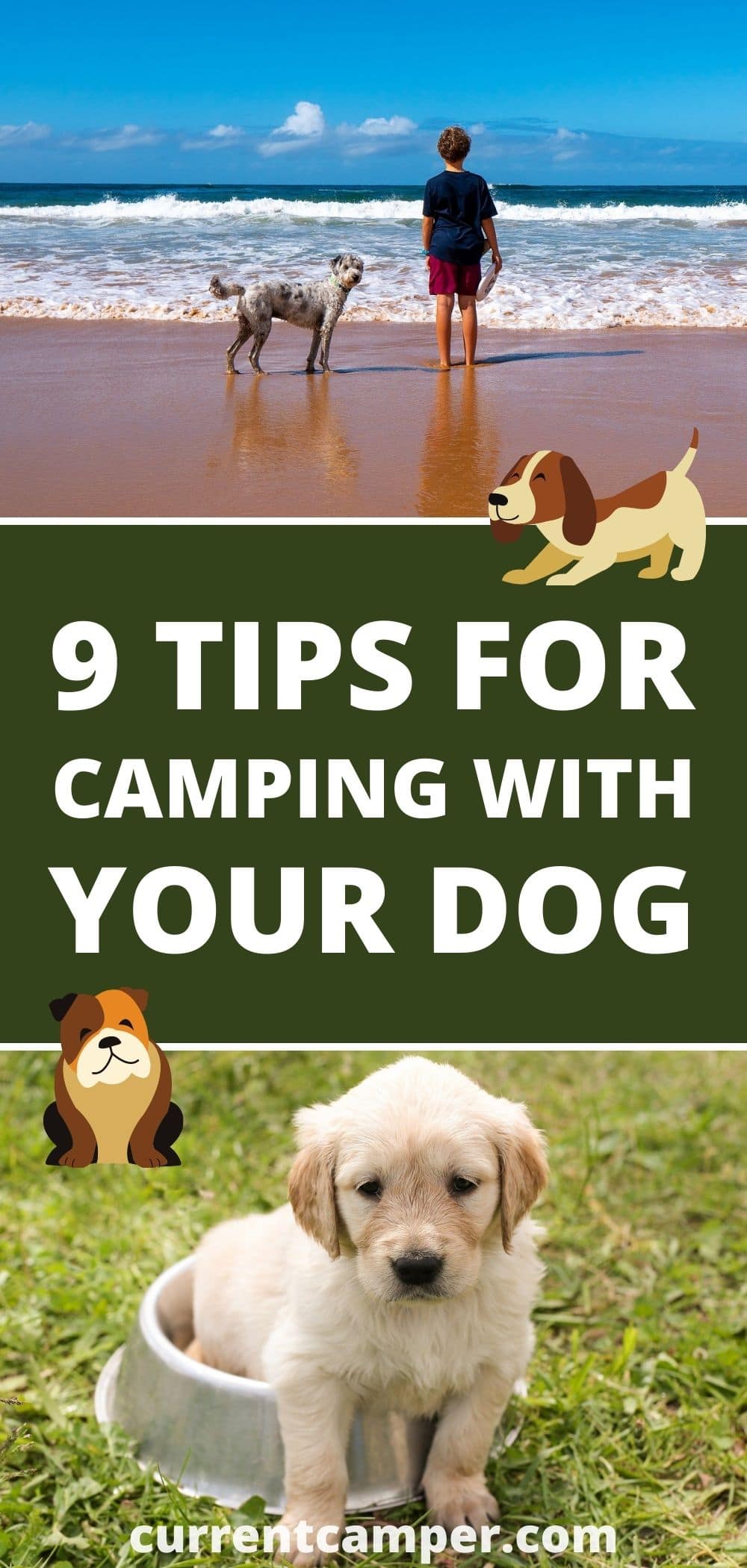 9 tips for camping with your dog