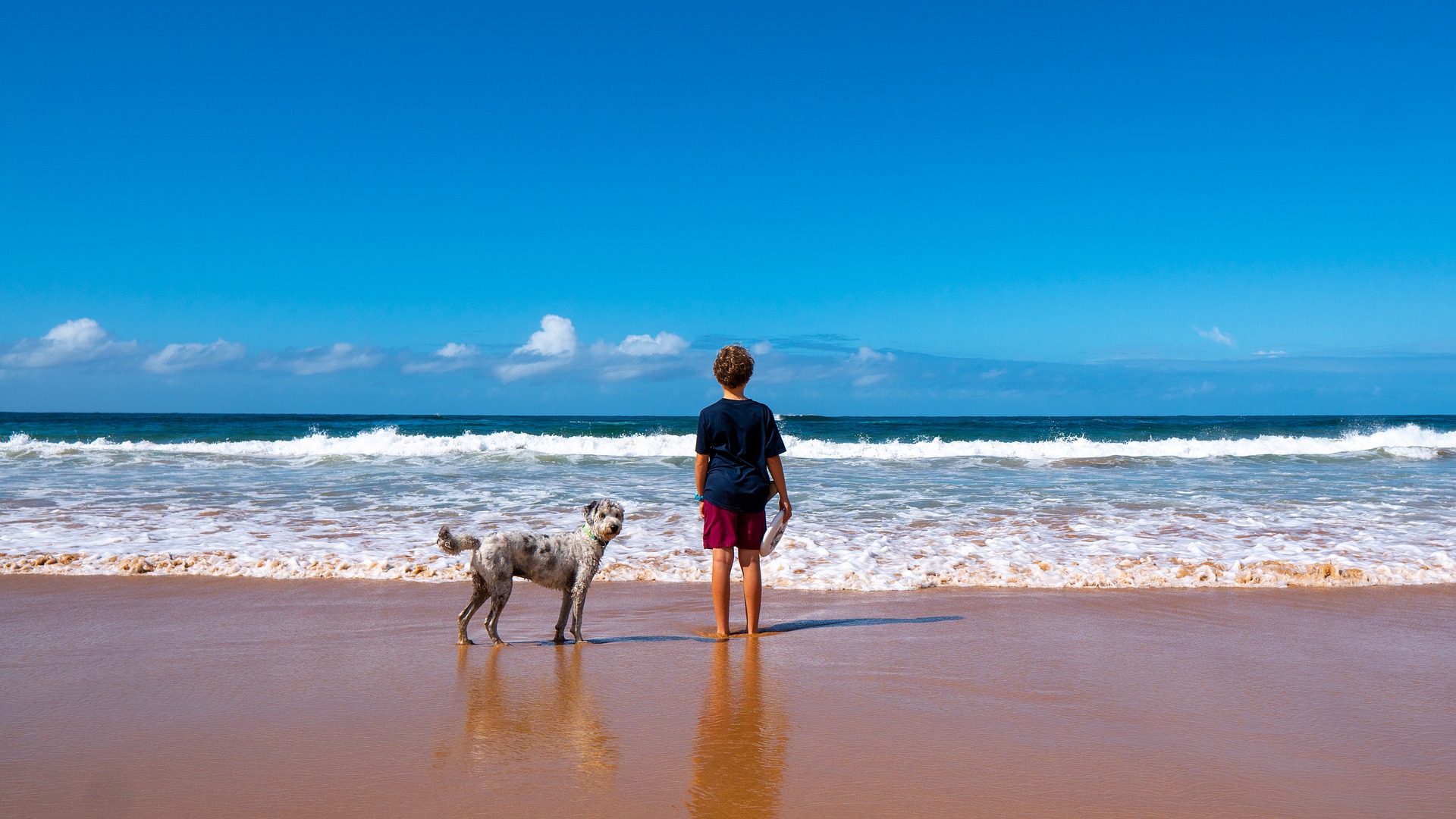 beach dog frisbee boy 